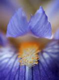 Iris Closeup_00725